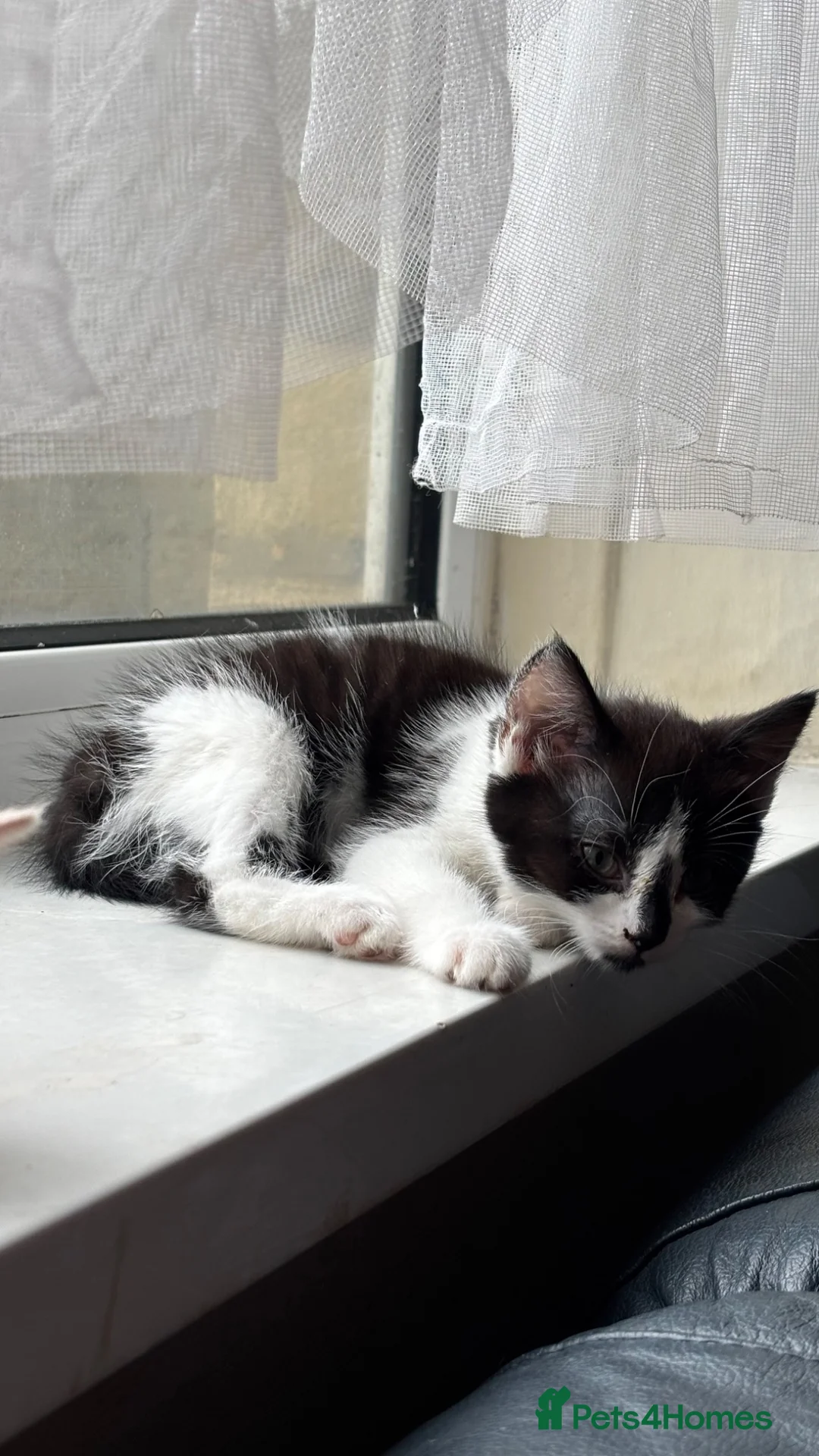 Mixed Breed cats for sale: selling cats fast as possible  in Bradford - Advert 4