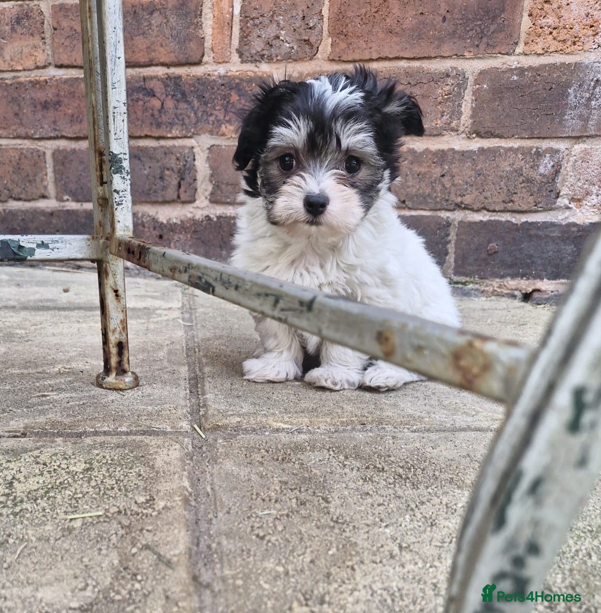 Mixed Breed dogs Top Quality Malchi pups looking for loving homes  - Advert 2