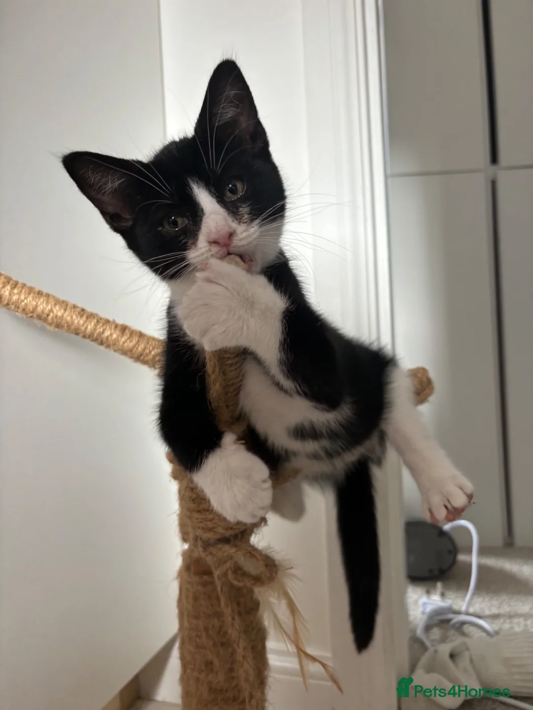 Siamese cats for sale: Half Siamese kittens  in Preston - Advert 1
