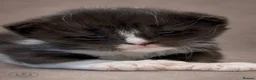 Maine Coon cats for sale: Exceptional TICA Polydactyl Maine Coon Sisters - Advert 9