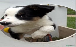 Border Collie dogs for sale: One Wonderful Boy Available - Image 7