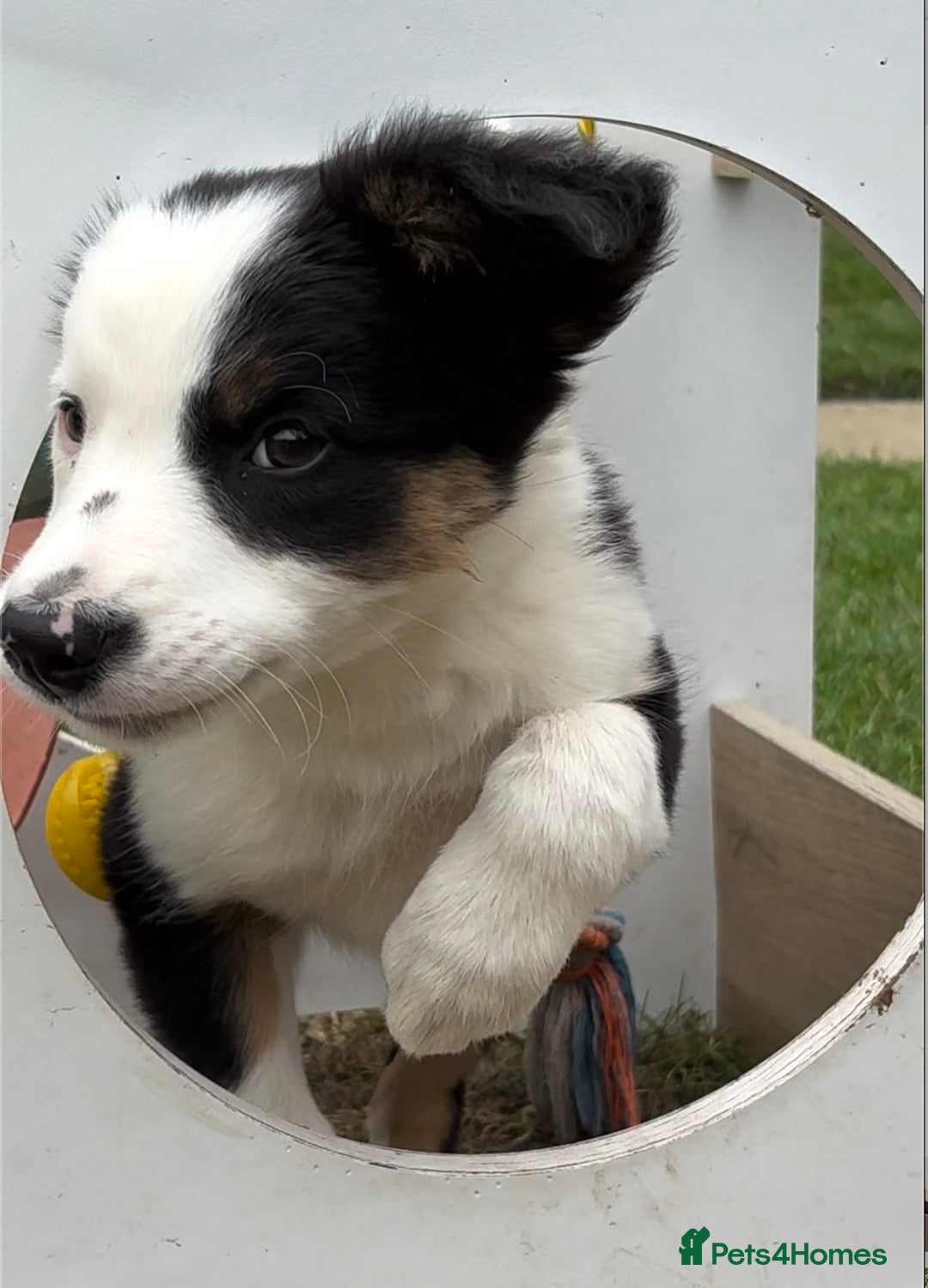 Border Collie dogs for sale: One Wonderful Boy Available - Image 7