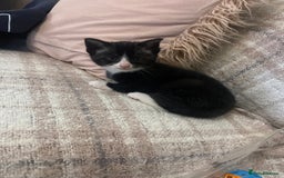 Mixed Breed cats for sale: Beautiful playful kittens  - Image 10