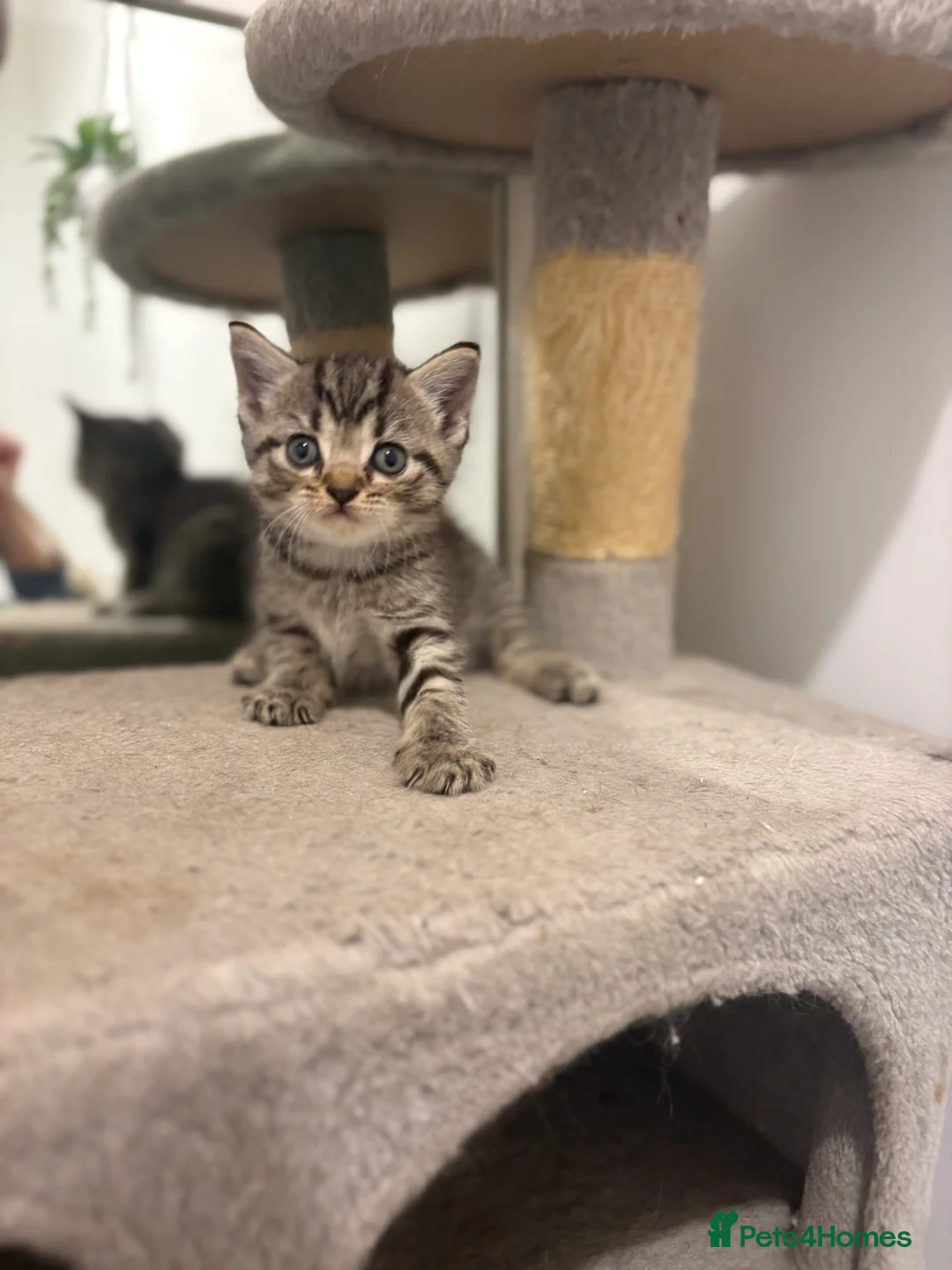 Mixed Breed cats for sale: British shorthair mix kittens ❤️ - Advert 2