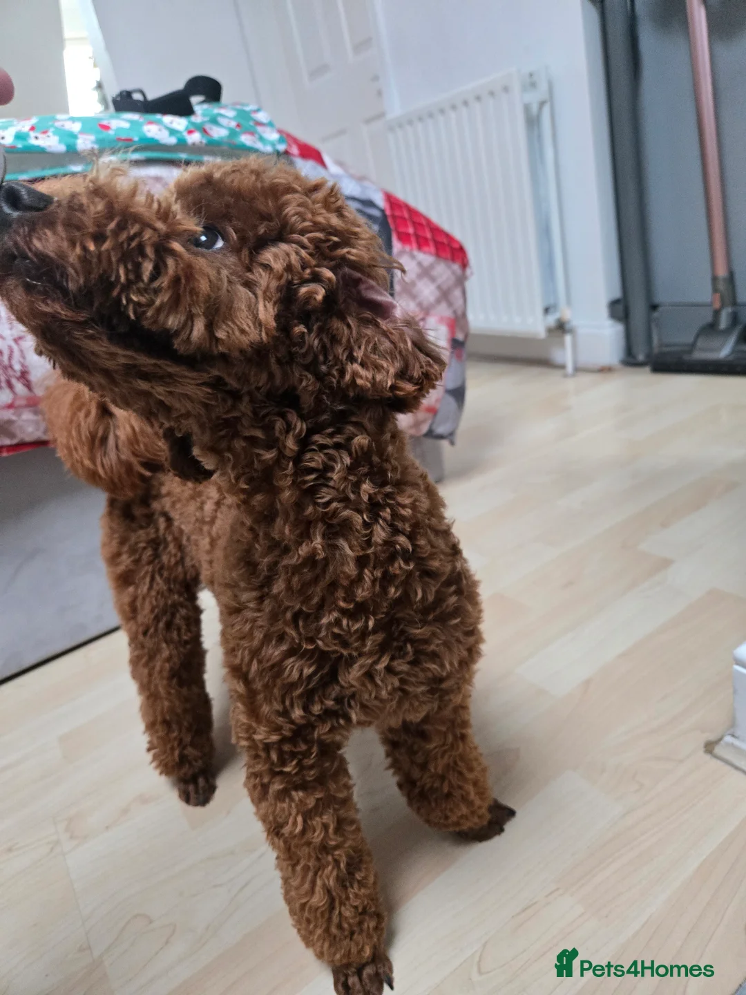 Toy Poodle dogs for stud: Toy poodle for STUD (dark red) - Advert 11