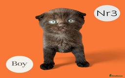 Scottish Fold cats for sale: 3 Scottish Fold Boys STILL AVAILABLE - Image 2