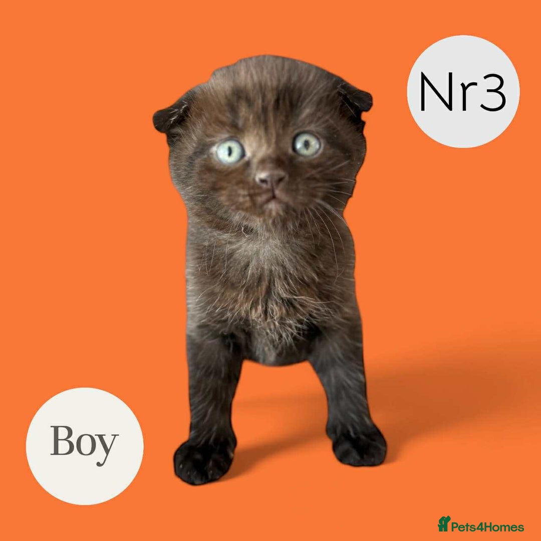 Scottish Fold cats for sale: 3 Scottish Fold Boys STILL AVAILABLE - Image 2