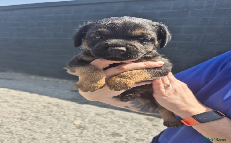 Border Terrier dogs - Advert 2