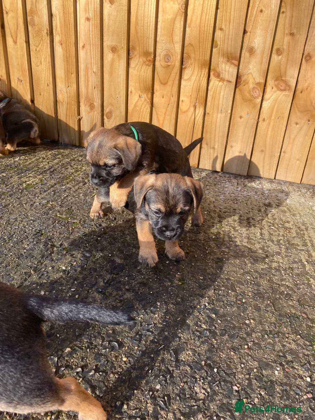 Border Terrier dogs for sale: ⭐️BORDER TERRIER PUPPIES  - Advert 12