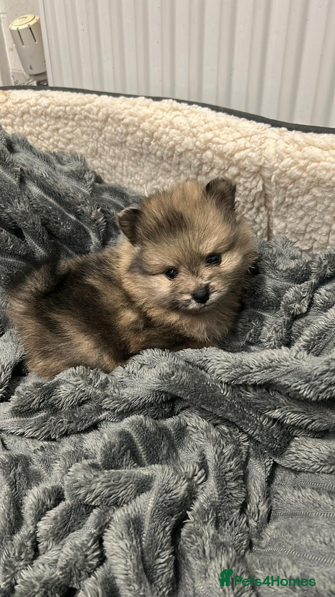 Pomeranian dogs for sale: Litter of pomeranians  - Advert 21