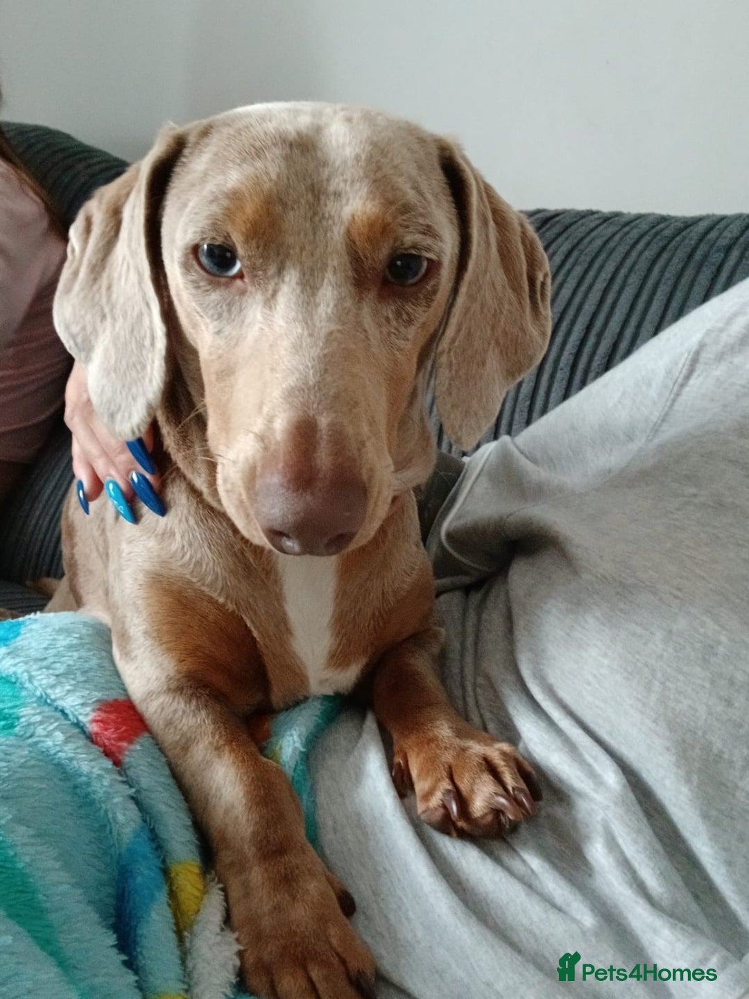 Dachshund dogs for sale: 2 little boys 1 year old  - Image 3