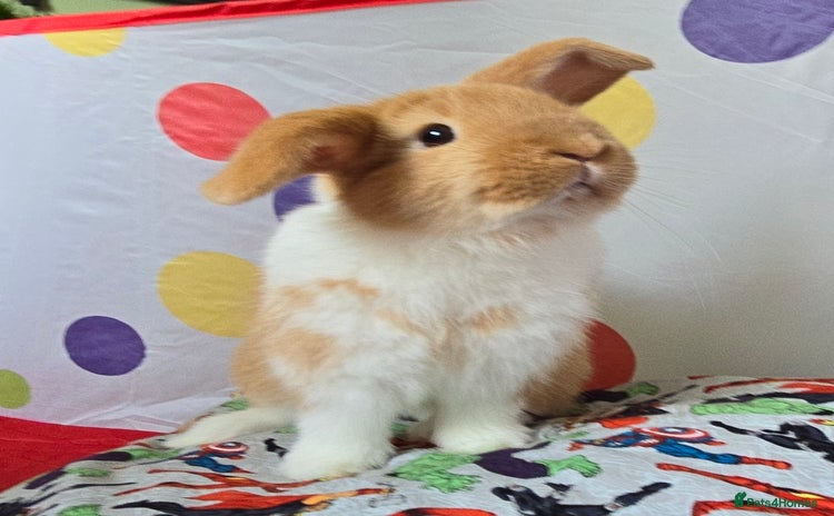 Mini Lop rabbits - Advert 3