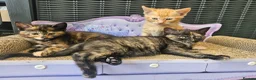 Mixed Breed cats for sale: Beautiful mixed ginger calico kittens for sale - Advert 7
