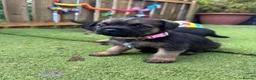 Border Terrier dogs for sale: Beautiful kc reg Border terriers  - Advert 7