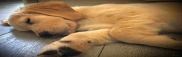 Golden Retriever dogs for stud: Beautiful KC-Reg Golden Retriever Stud (proven) - Advert 19