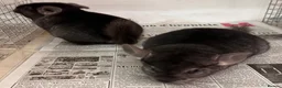 Chinchilla rodents for sale: Ben & Jerry, fabulous Ebony brothers, super tame - Advert 7