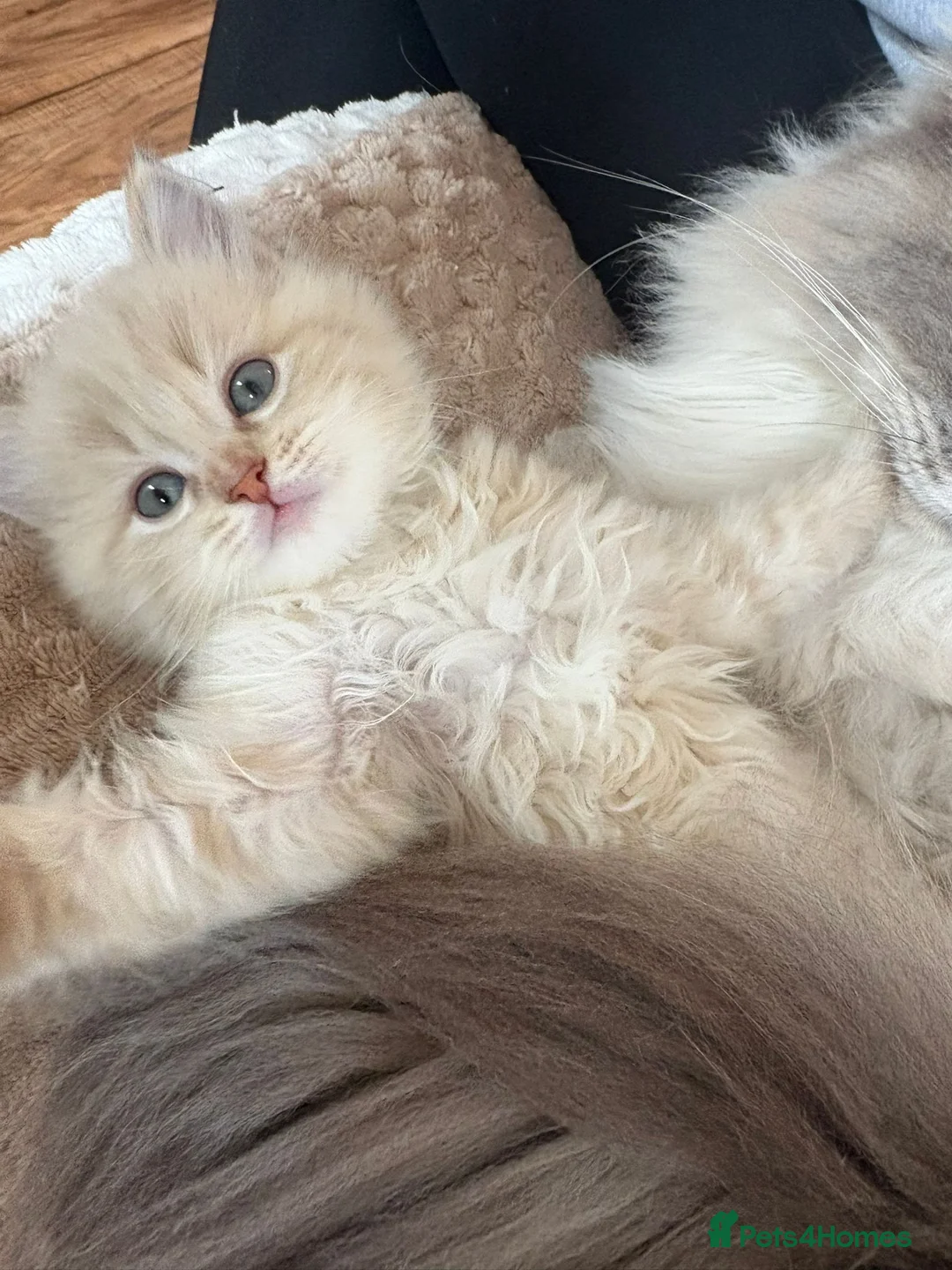 Ragdoll cats for sale: Quality Mink Sepia Cherubim Ragdolls - Advert 6