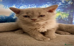 Selkirk Rex cats for sale: Gorgeous Selkirk Rex kittens - Image 20
