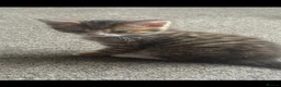 Mixed Breed cats for sale: Beautiful domestic long hair x tabby kittens - Advert 3
