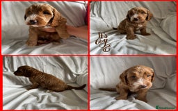 Cockapoo dogs for sale: F1 Red Cockapoo puppies ~ ⭐️ready Now ⭐️  - Image 40
