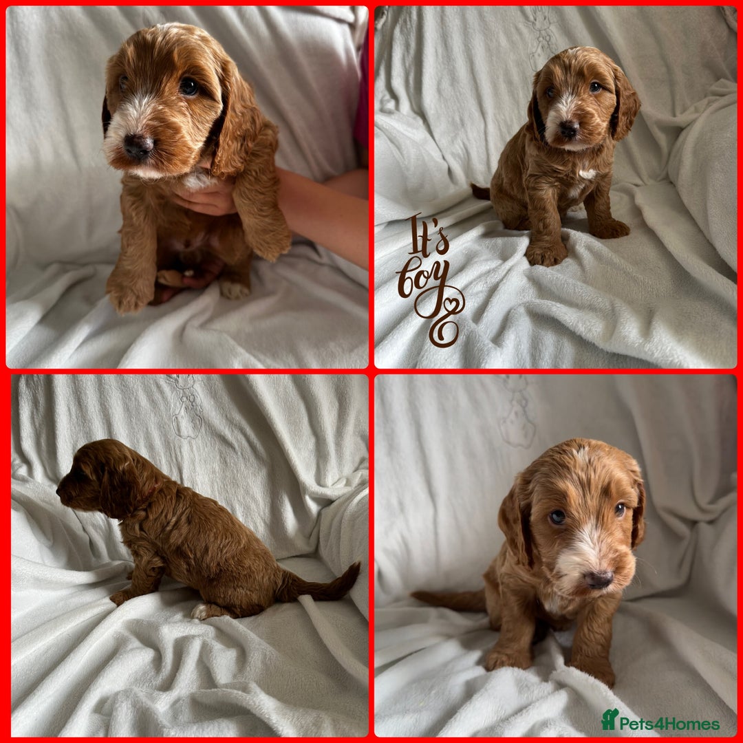 Cockapoo dogs for sale: F1 Red Cockapoo puppies ~ ⭐️ready Now ⭐️  - Image 40