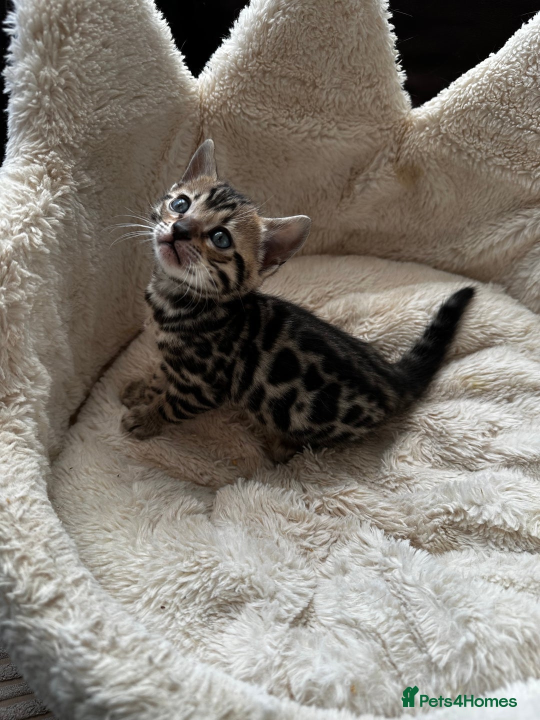 Bengal cats for sale: TICA registered bengal kittens available! - Advert 4