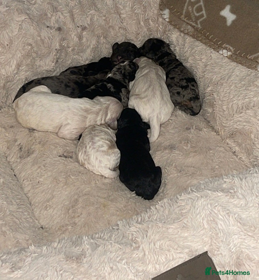 Mixed Breed dogs for sale: Cavapoochon X cockapoo puppies - Image 12