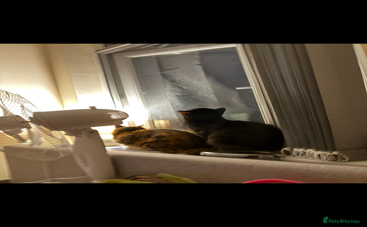 Domestic Shorthair cats - Advert 1