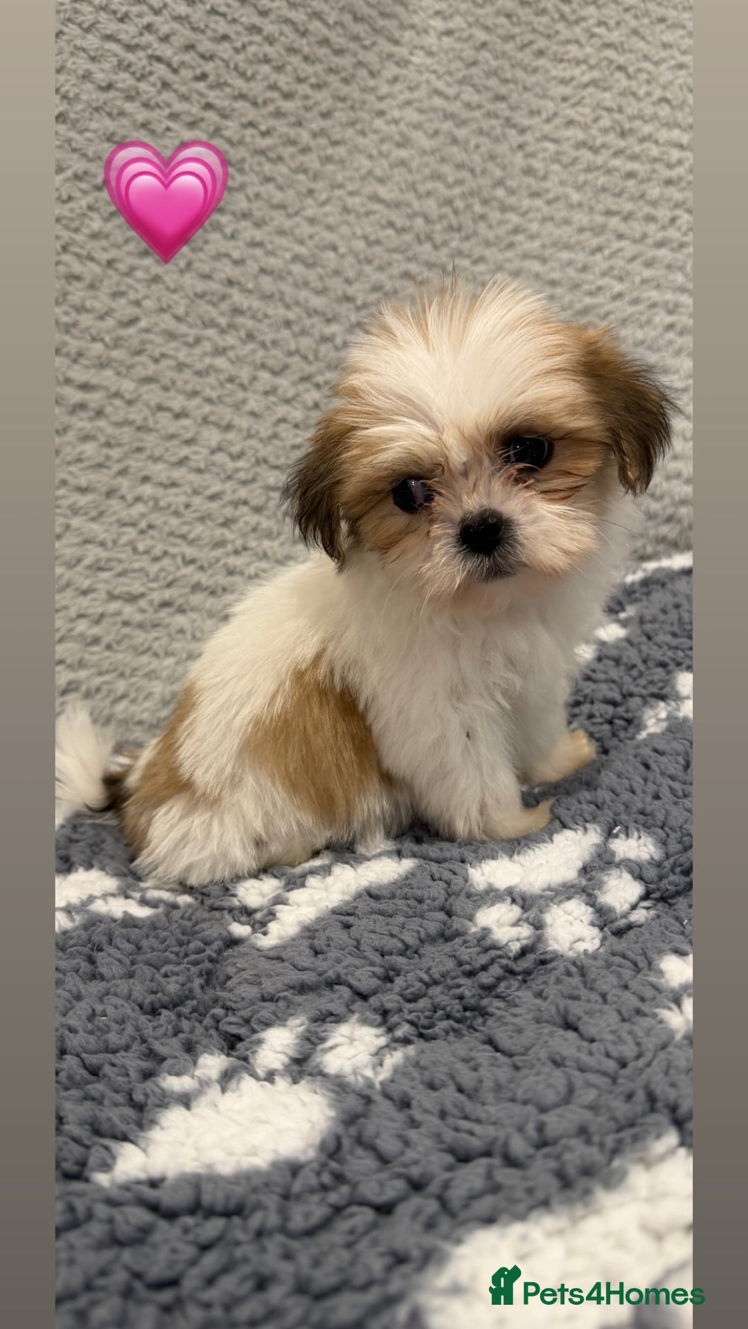 Lhasa Apso dogs for sale: Lhasa apso puppies 🐶 - Advert 20
