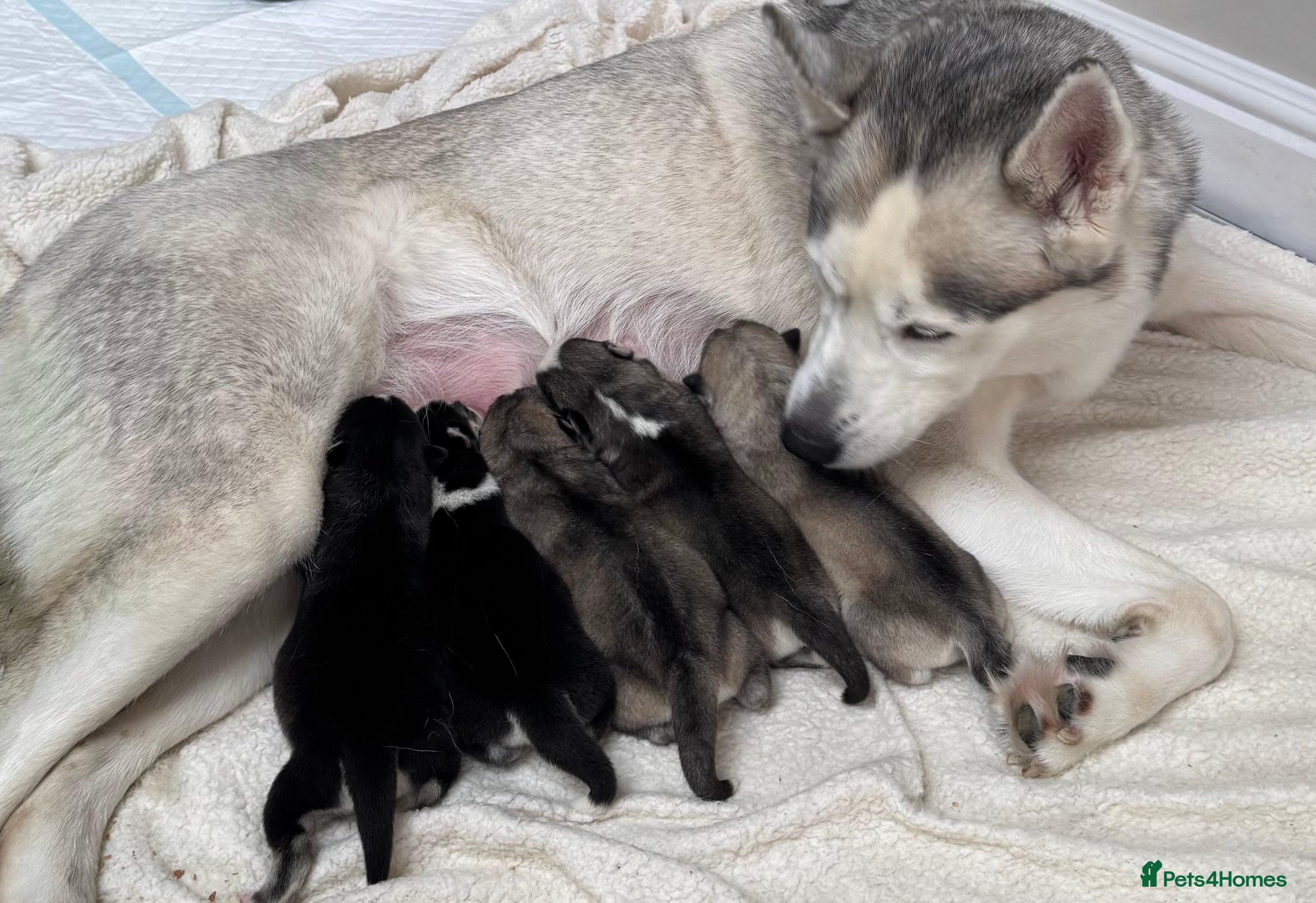 Siberian Husky dogs KC REGISTERED SIBERIAN HUSKYS MOM/DAD CAN BE SEEN - Advert 6