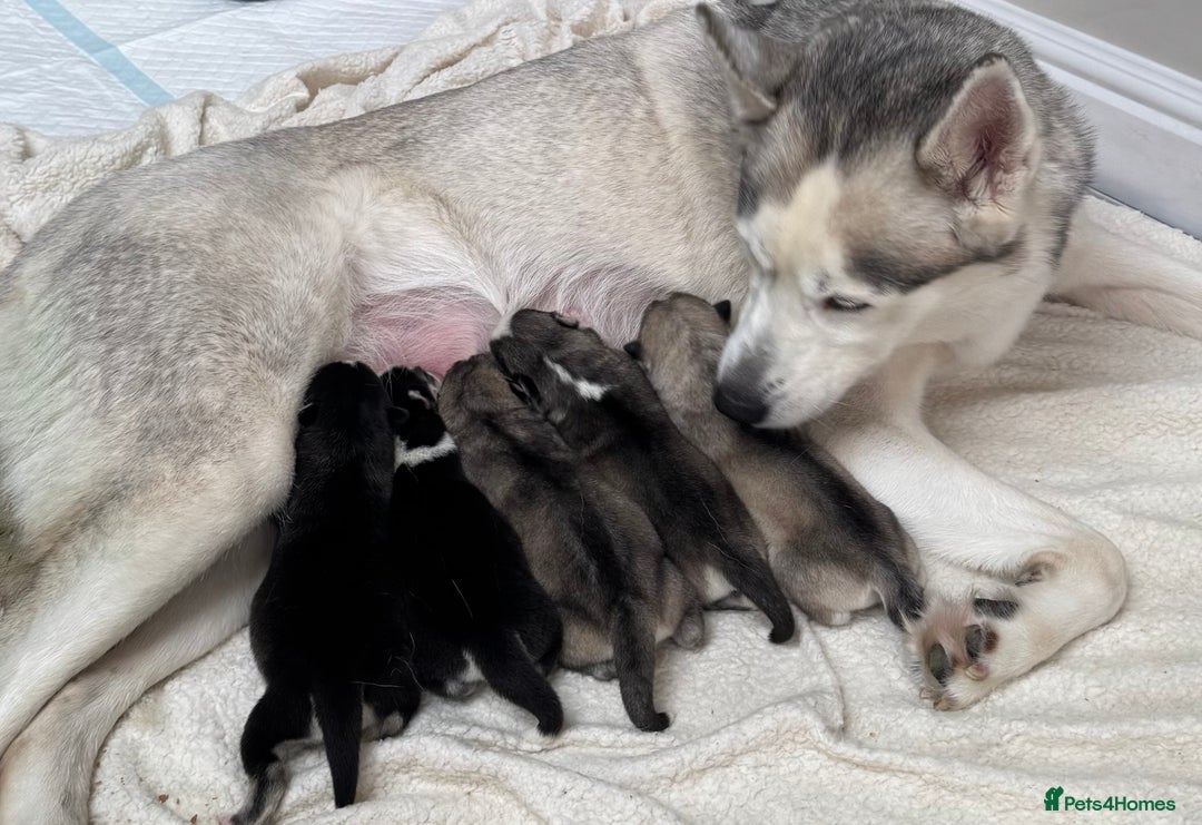 Siberian Husky dogs for sale: KC REGISTERED SIBERIAN HUSKYS MOM/DAD CAN BE SEEN - Advert 1