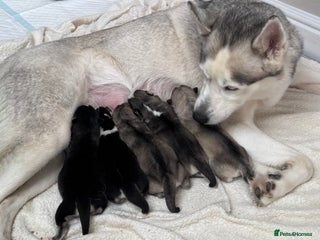 Siberian Husky dogs KC REGISTERED SIBERIAN HUSKYS MOM/DAD CAN BE SEEN - Advert 3