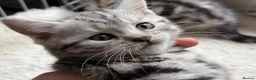 British Shorthair cats for sale: GCCF Rare Show Quality BSH Silver Tabby Kittens  - Advert 20