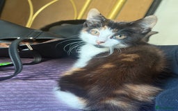 British Longhair cats for sale: 5 beautiful kittens for sale - Image 1