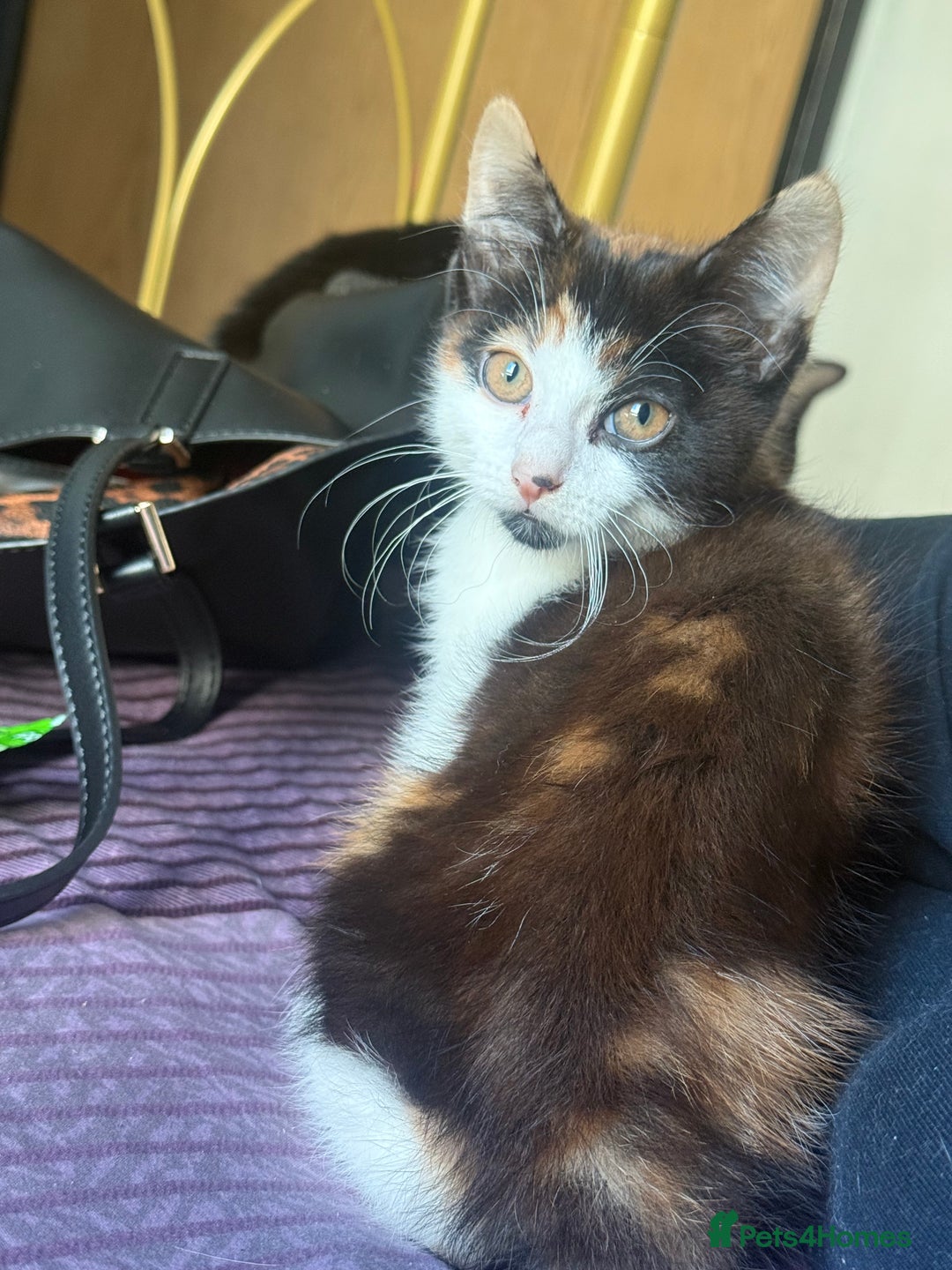 British Longhair cats for sale: 5 beautiful kittens for sale - Image 1