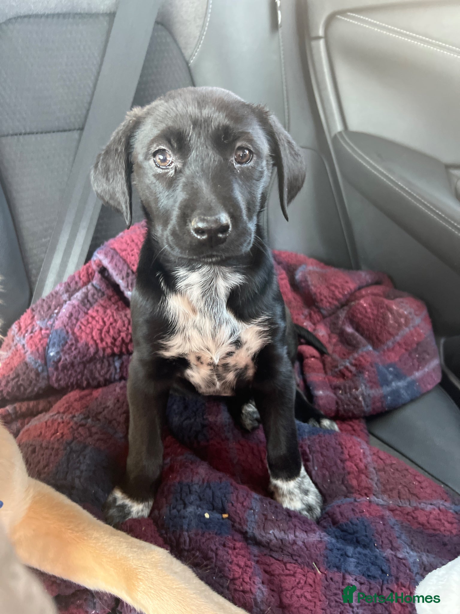Mixed Breed dogs Poppy - Advert 1