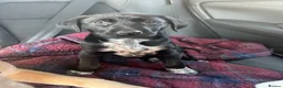 Mixed Breed dogs for sale: Poppy in Crook - Advert 1