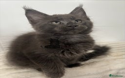 Maine Coon cats for sale: TICA registered blue boy Maine Coone male  - Image 2