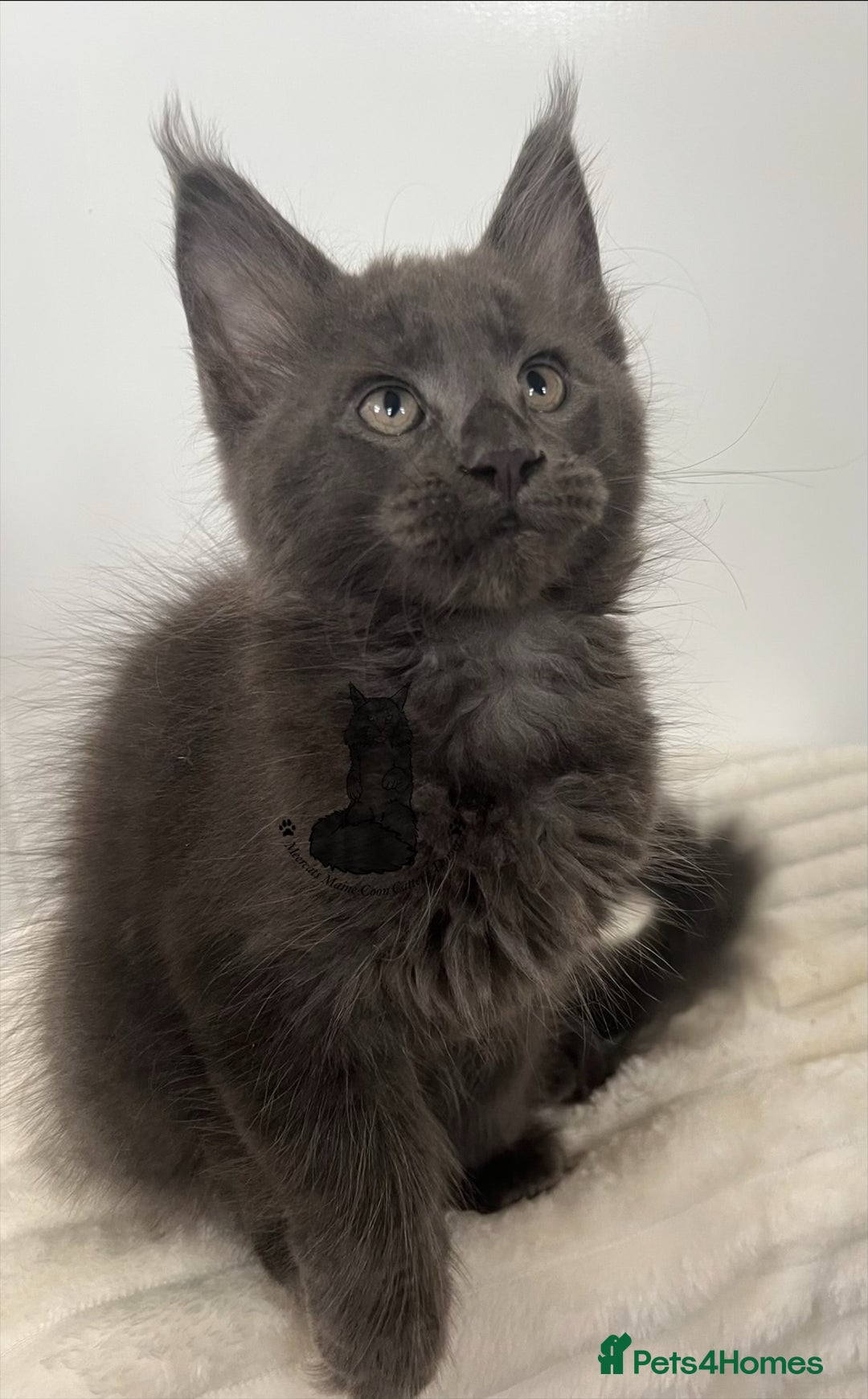 Maine Coon cats for sale: TICA registered blue boy Maine Coone male  - Image 2