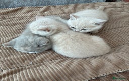 British Shorthair cats for sale: 3 LEFT - TICA BRITISH SHORTHAIRED KITTENS - Image 11