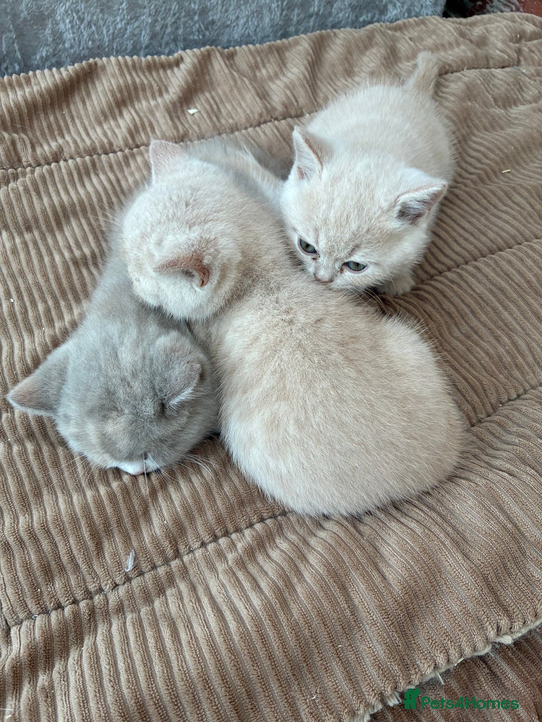 British Shorthair cats for sale: 3 LEFT - TICA BRITISH SHORTHAIRED KITTENS - Image 11