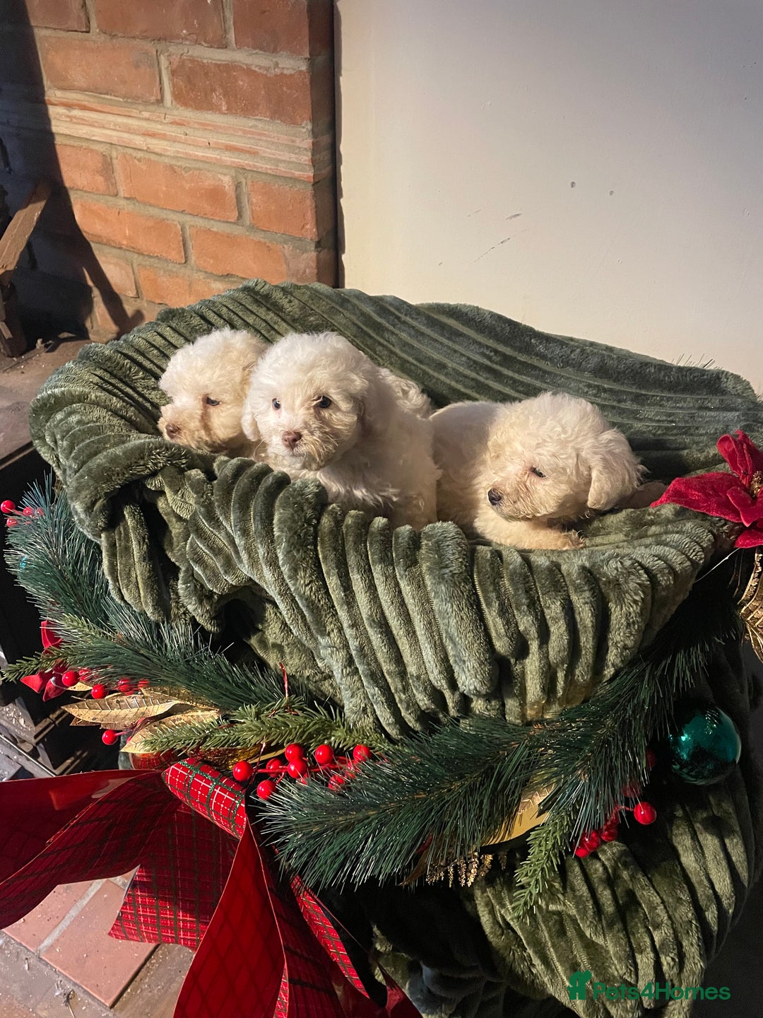 Miniature Poodle dogs for sale: Beautiful miniature poodle puppies  - Advert 3