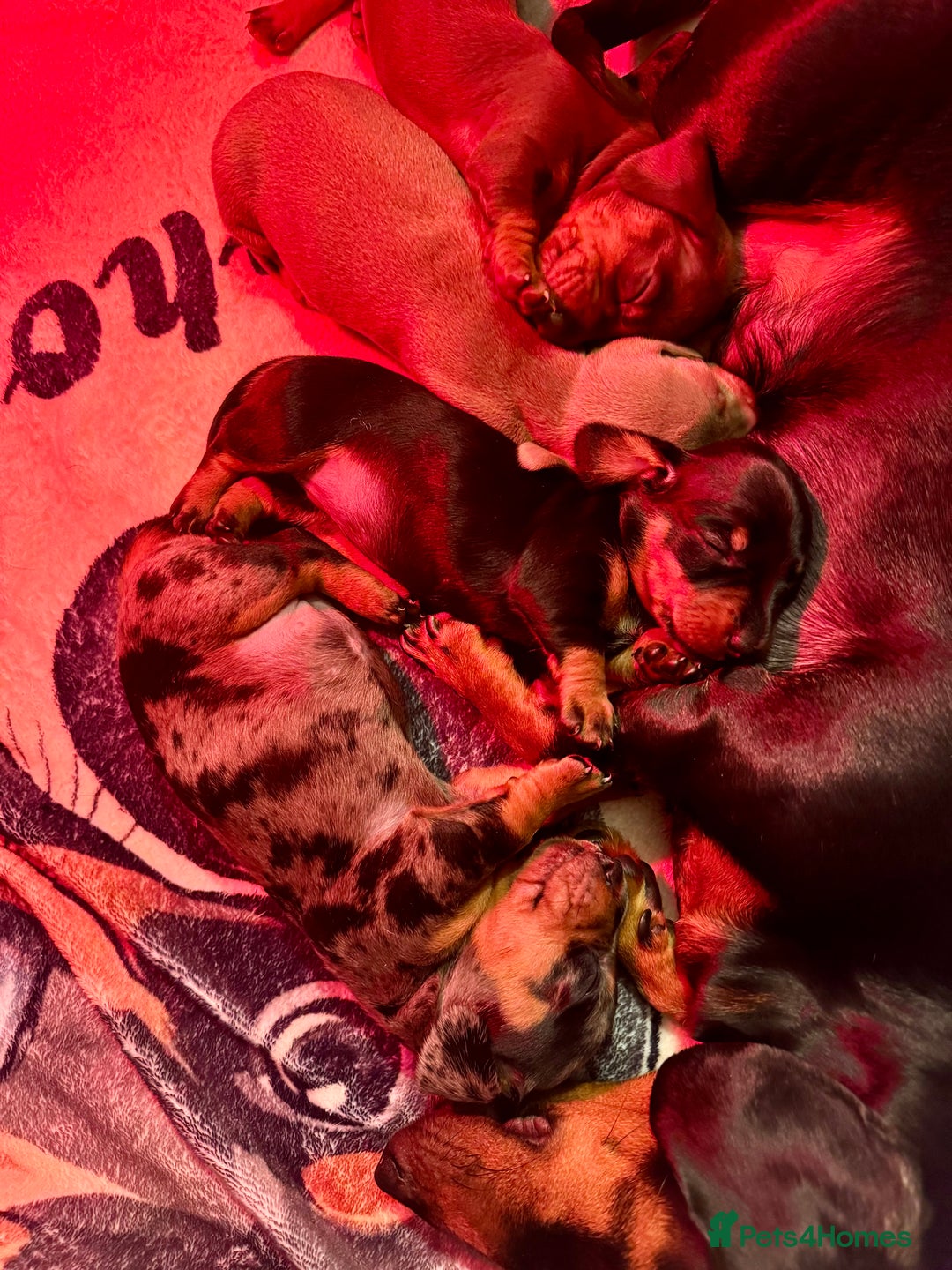 Dachshund dogs for sale: 3 Dachshunds will be ready for  **  - Advert 1