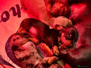 Dachshund dogs 3 Dachshunds will be ready for ** - Advert 3