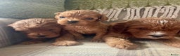 Cavapoo dogs for sale: Stunning Deep Red Health Tested F1 Cavapoos - Advert 1