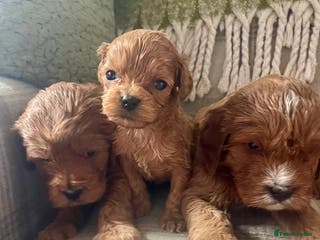 Cavapoo dogs Stunning Deep Red Health Tested F1 Cavapoos - Advert 1