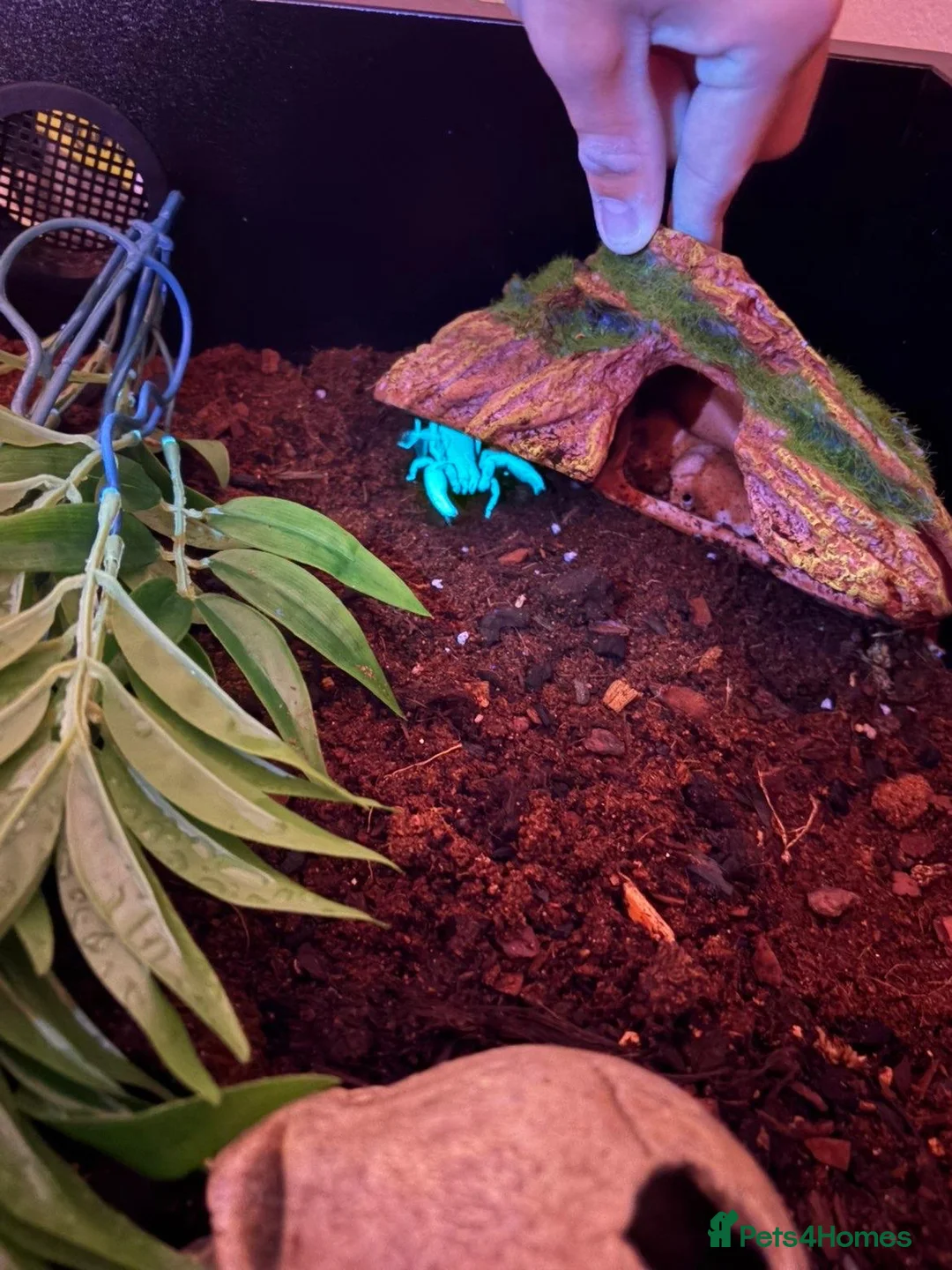 Scorpions invertebrates for sale: Asian forest scorpion - Advert 4