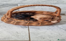 Cavapoo dogs for sale: Stunning f1 toy cavapoo girls - Image 5