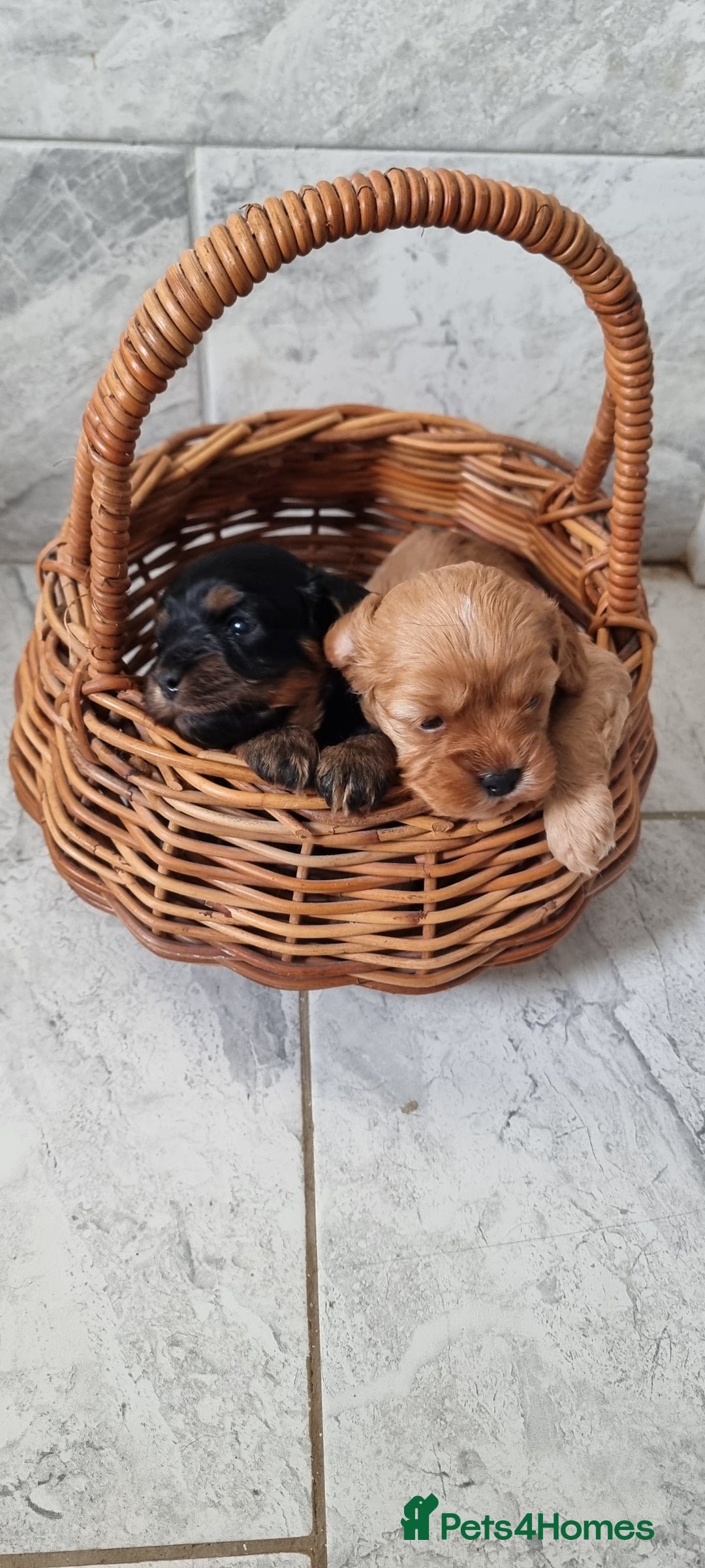 Cavapoo dogs for sale: Stunning f1 toy cavapoo girls - Image 5