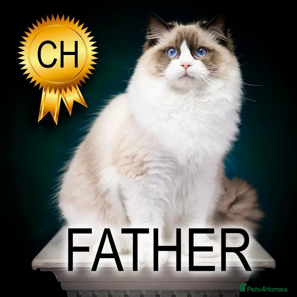 Ragdoll cats Ragdoll Kitten Boy | CHAMPION PARENTS TICA - Advert 2